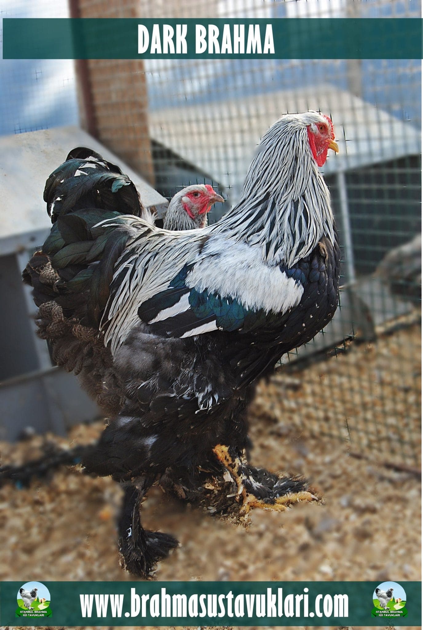 Dark Brahma Kuluçkalık Yumurta