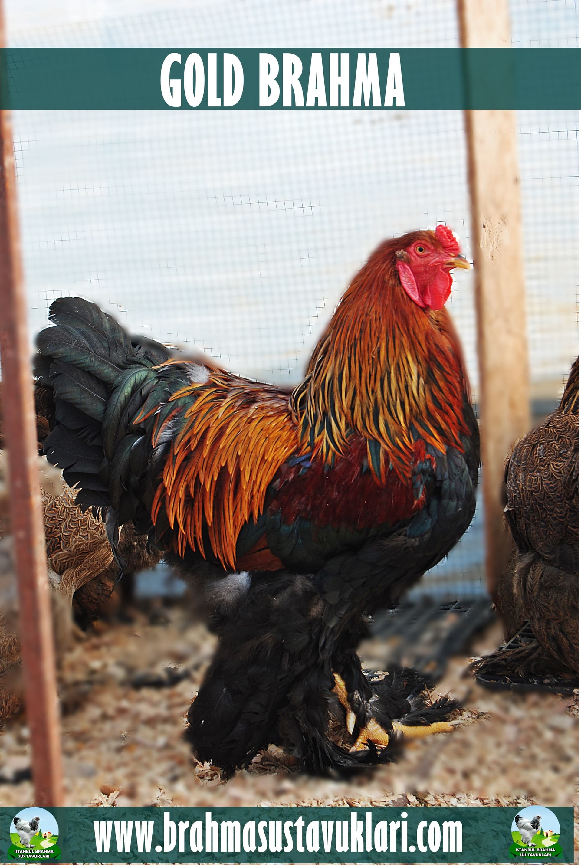 Gold Brahma Kuluçkalık Yumurta