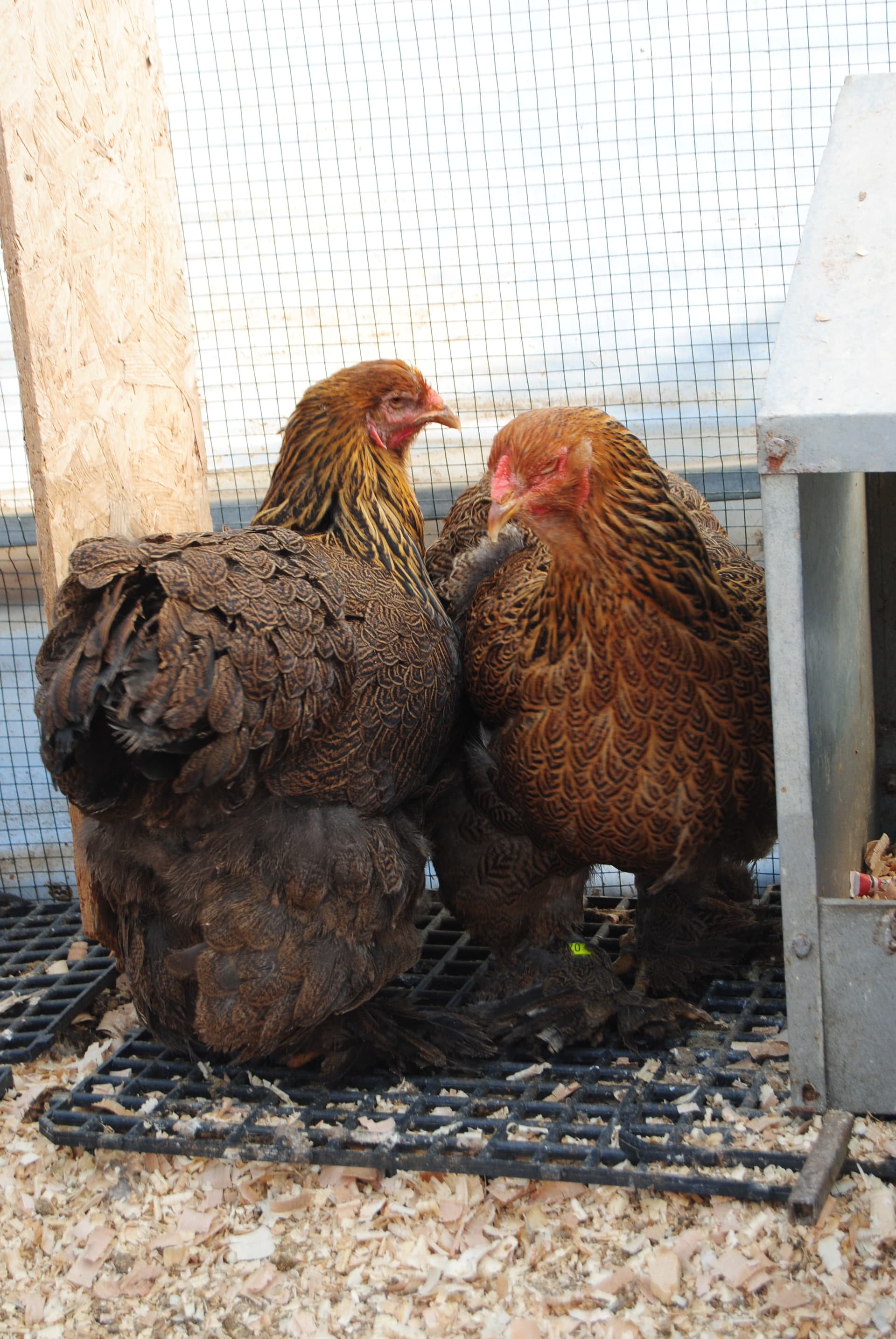 Gold Brahma Kuluçkalık Yumurta