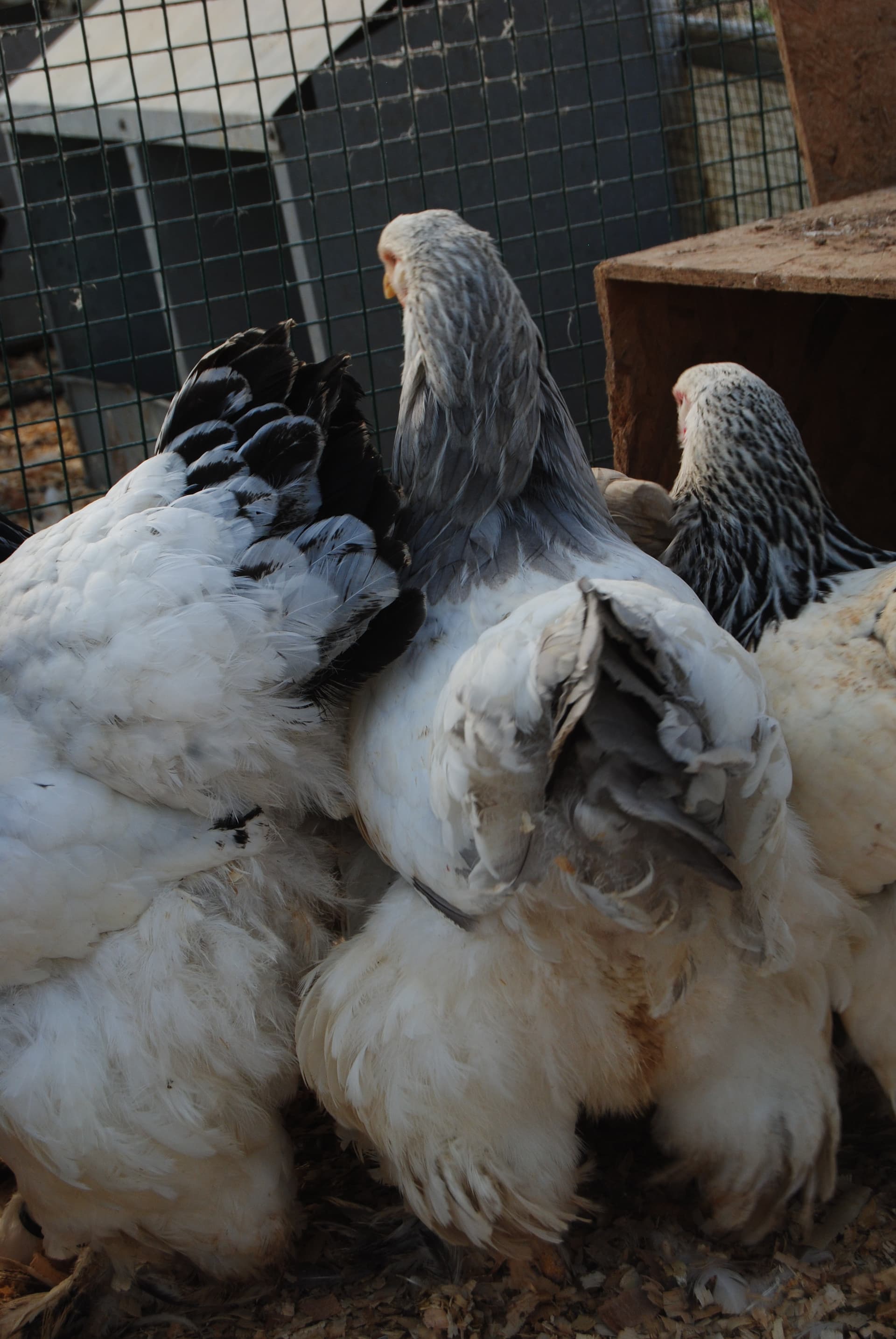 Light Blue Brahma Kuluçkalık Yumurta