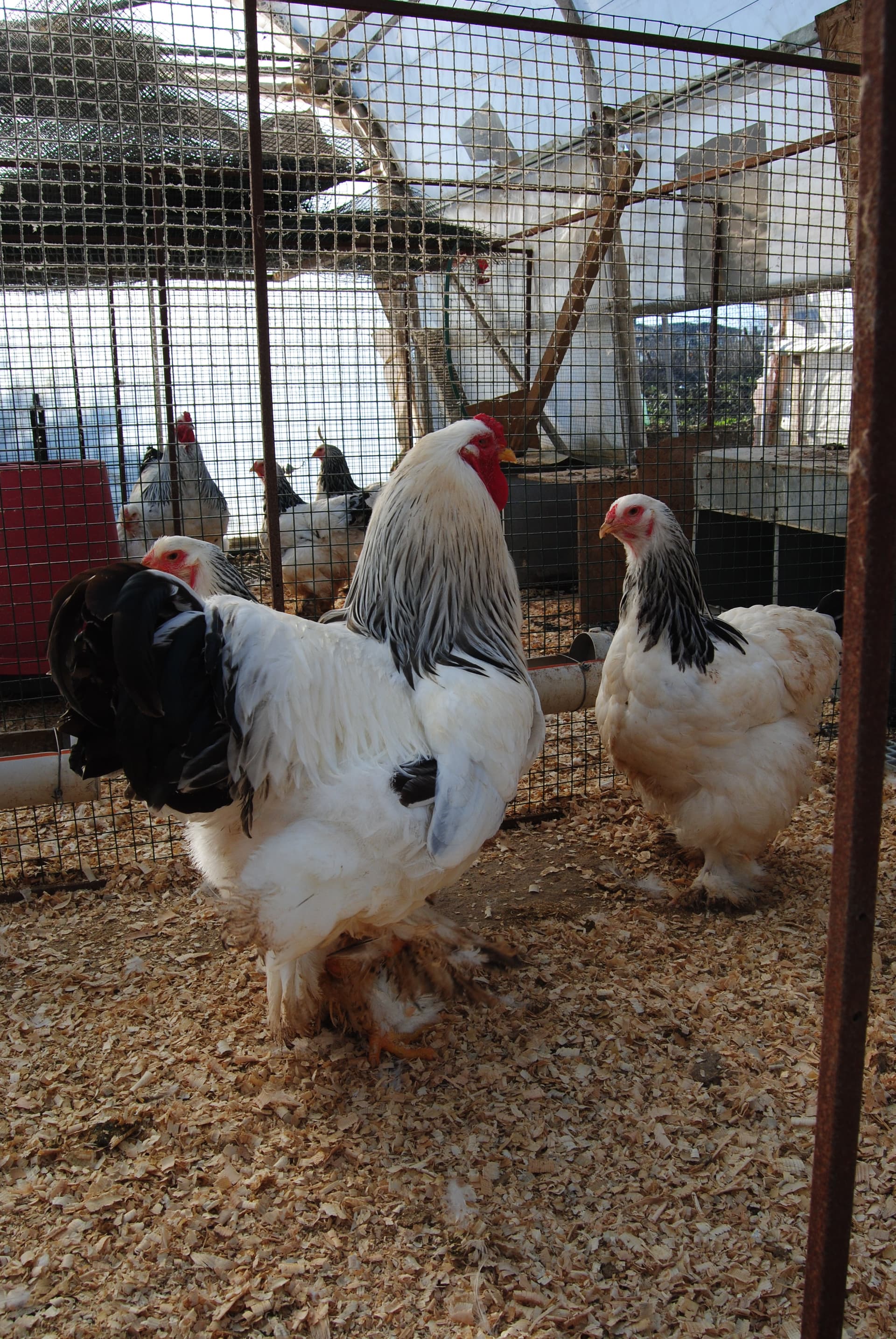 Light Blue Brahma Kuluçkalık Yumurta
