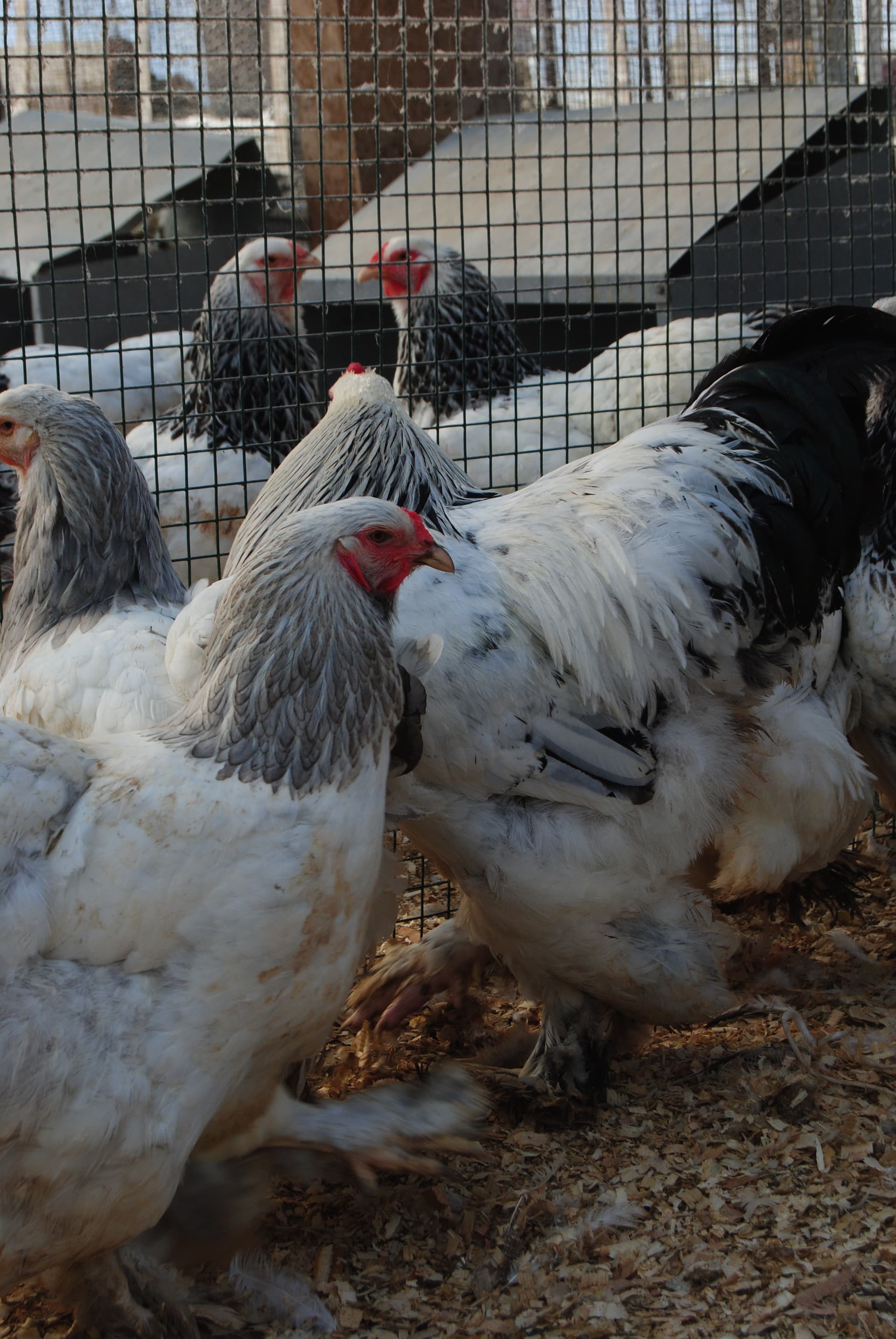 Light Blue Brahma Kuluçkalık Yumurta