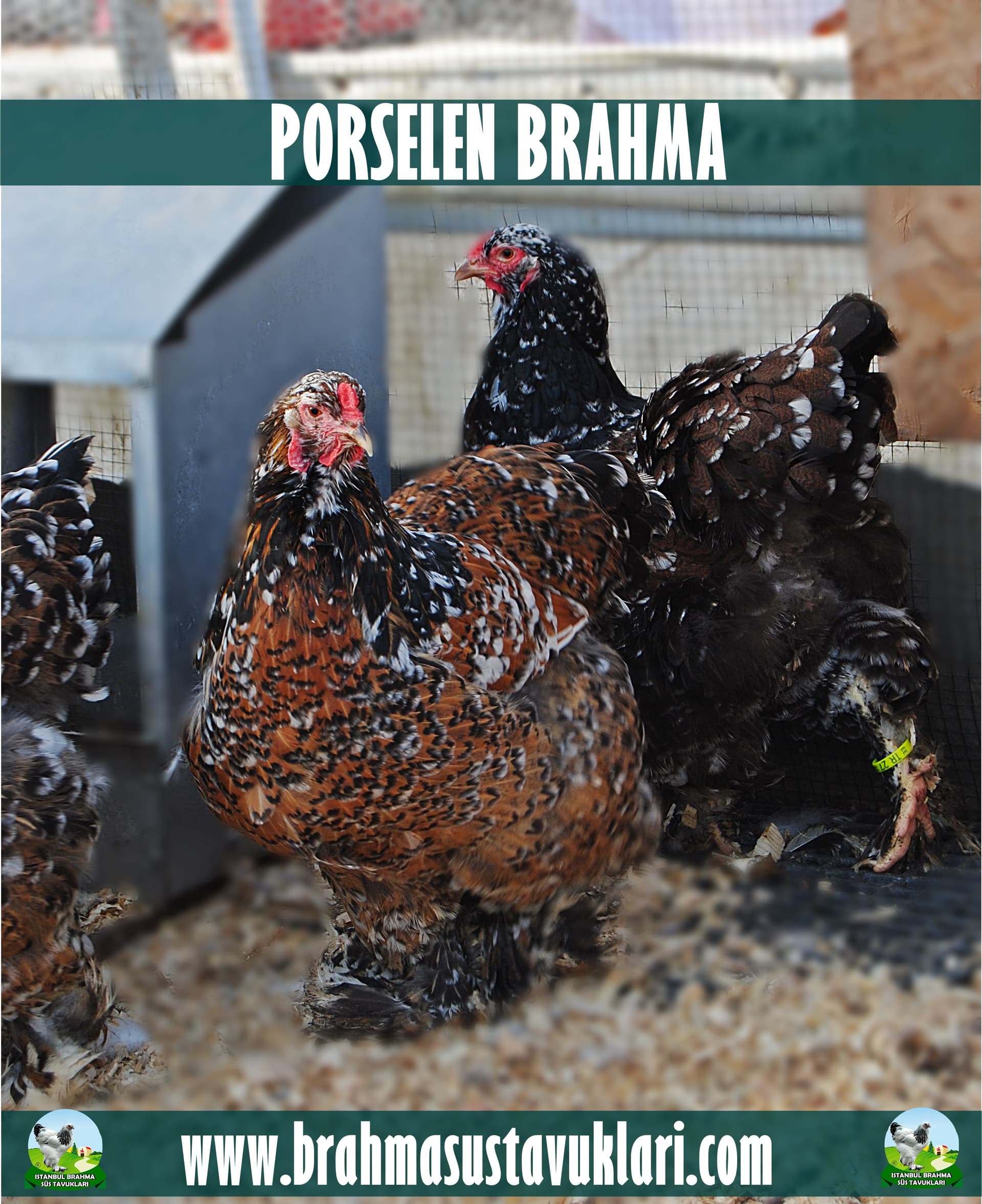 Porselen Brahma Kuluçkalık Yumurta