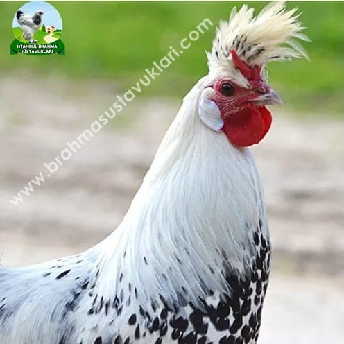 Silver Appenzeller Kuluçkalık Yumurta