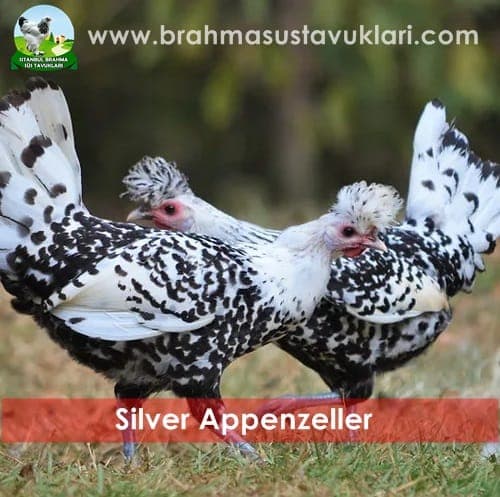 Silver Appenzeller Kuluçkalık Yumurta