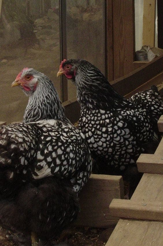 Silver Wyandotte Kuluçkalık Yumurta