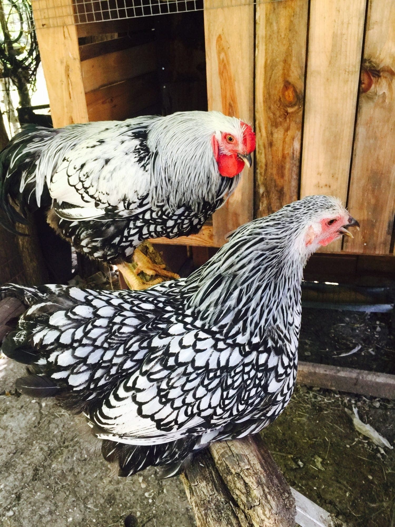 Silver Wyandotte Kuluçkalık Yumurta