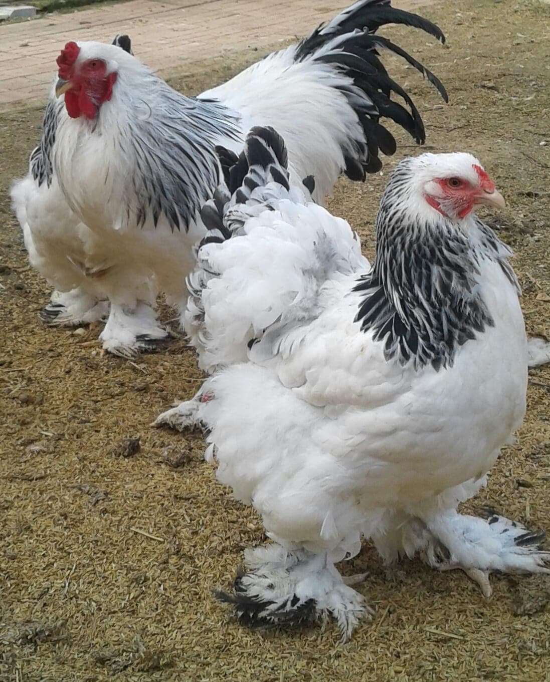 Light Brahma Kuluçkalık Yumurta