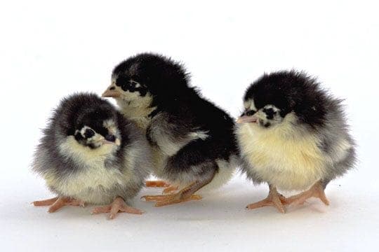Black Australorp Kuluçkalık Yumurta