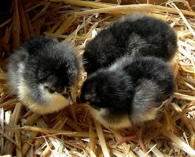 Black Australorp Kuluçkalık Yumurta