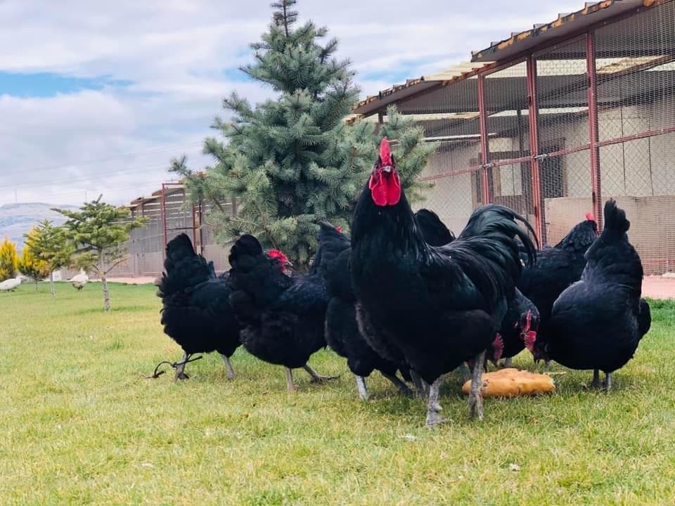 Black Australorp Kuluçkalık Yumurta