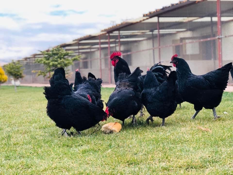 Black Australorp Kuluçkalık Yumurta