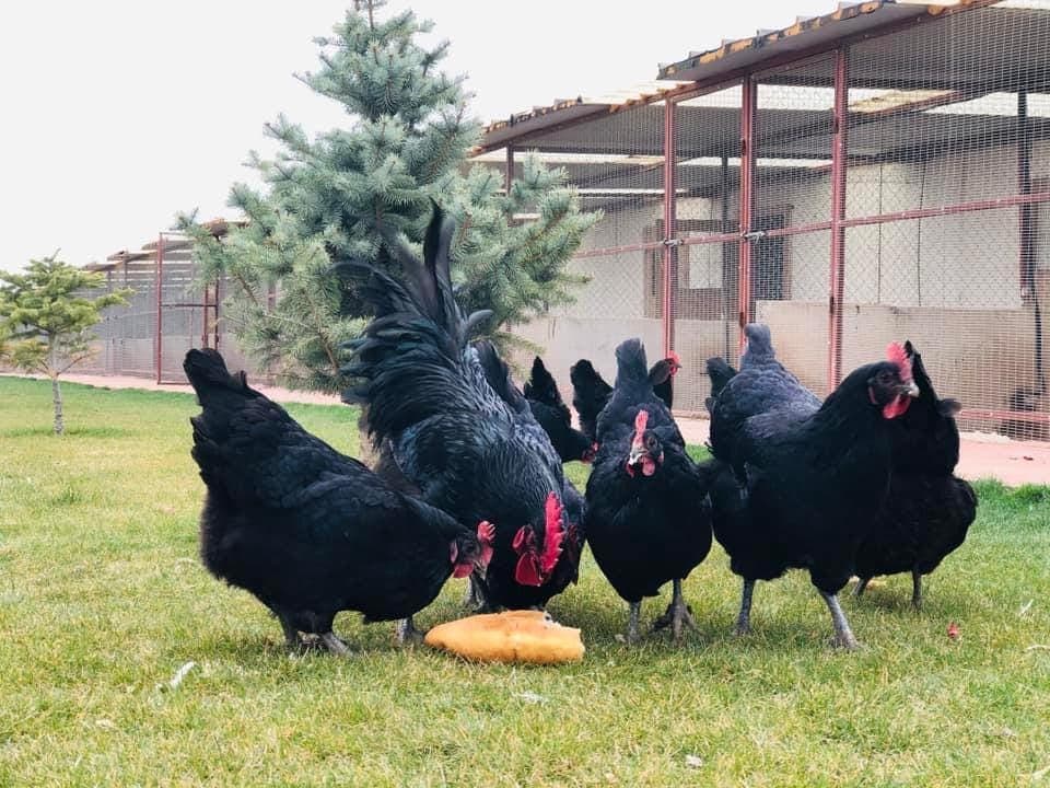 Black Australorp Kuluçkalık Yumurta
