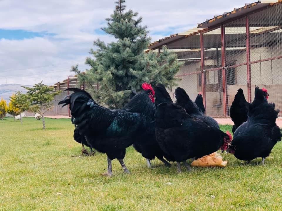 Black Australorp Kuluçkalık Yumurta