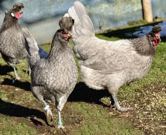 Blue Black Appenzeller Kuluçkalık Yumurta