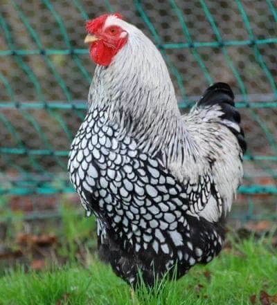 Silver Wyandotte Kuluçkalık Yumurta