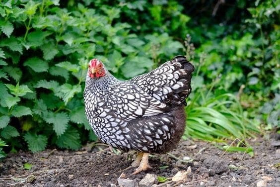 Silver Wyandotte Kuluçkalık Yumurta