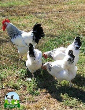 Light Susex Kuluçkalık Yumurta
