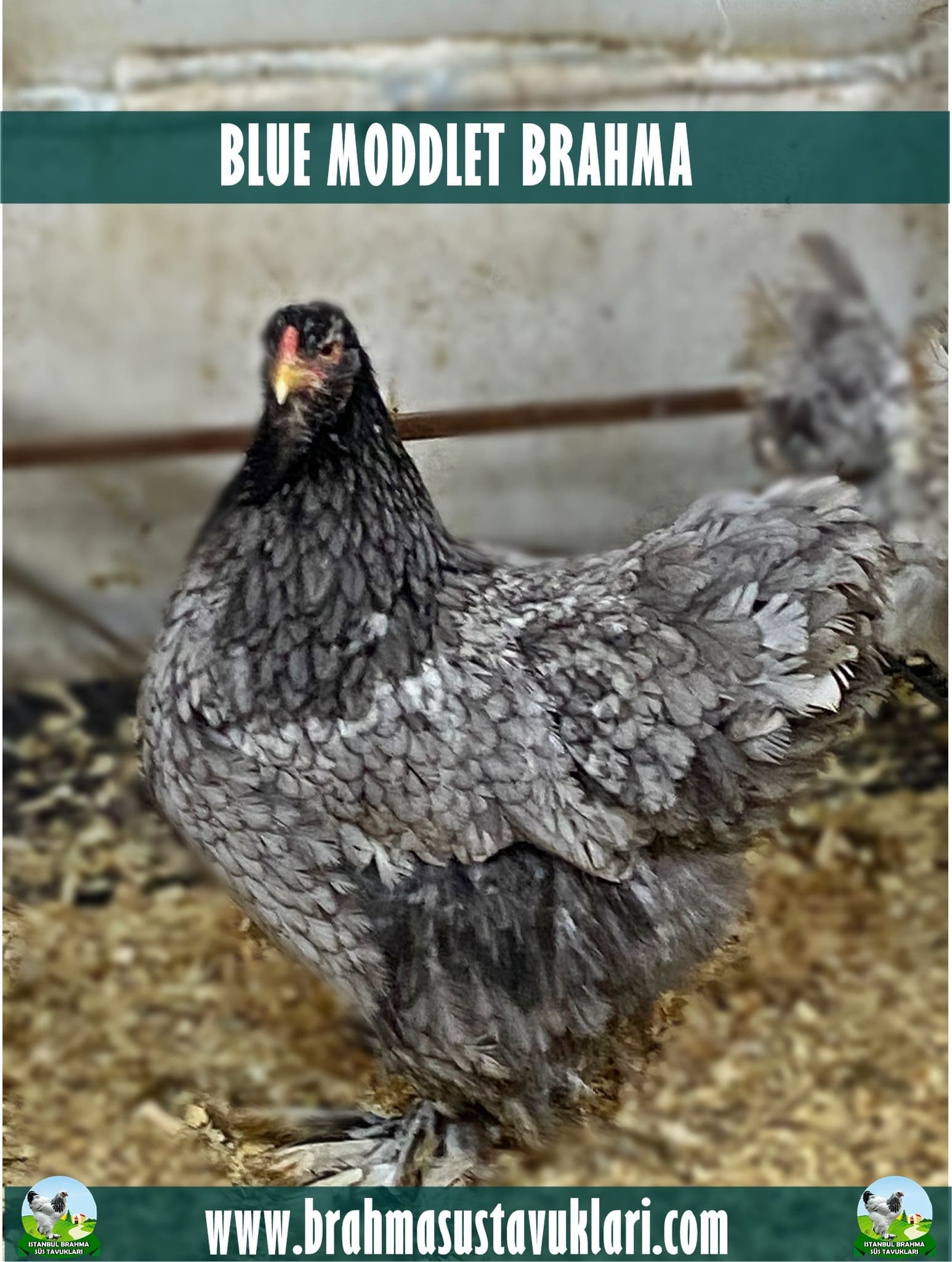 Blue Moddlet Brahma Kuluçkalık Yumurta