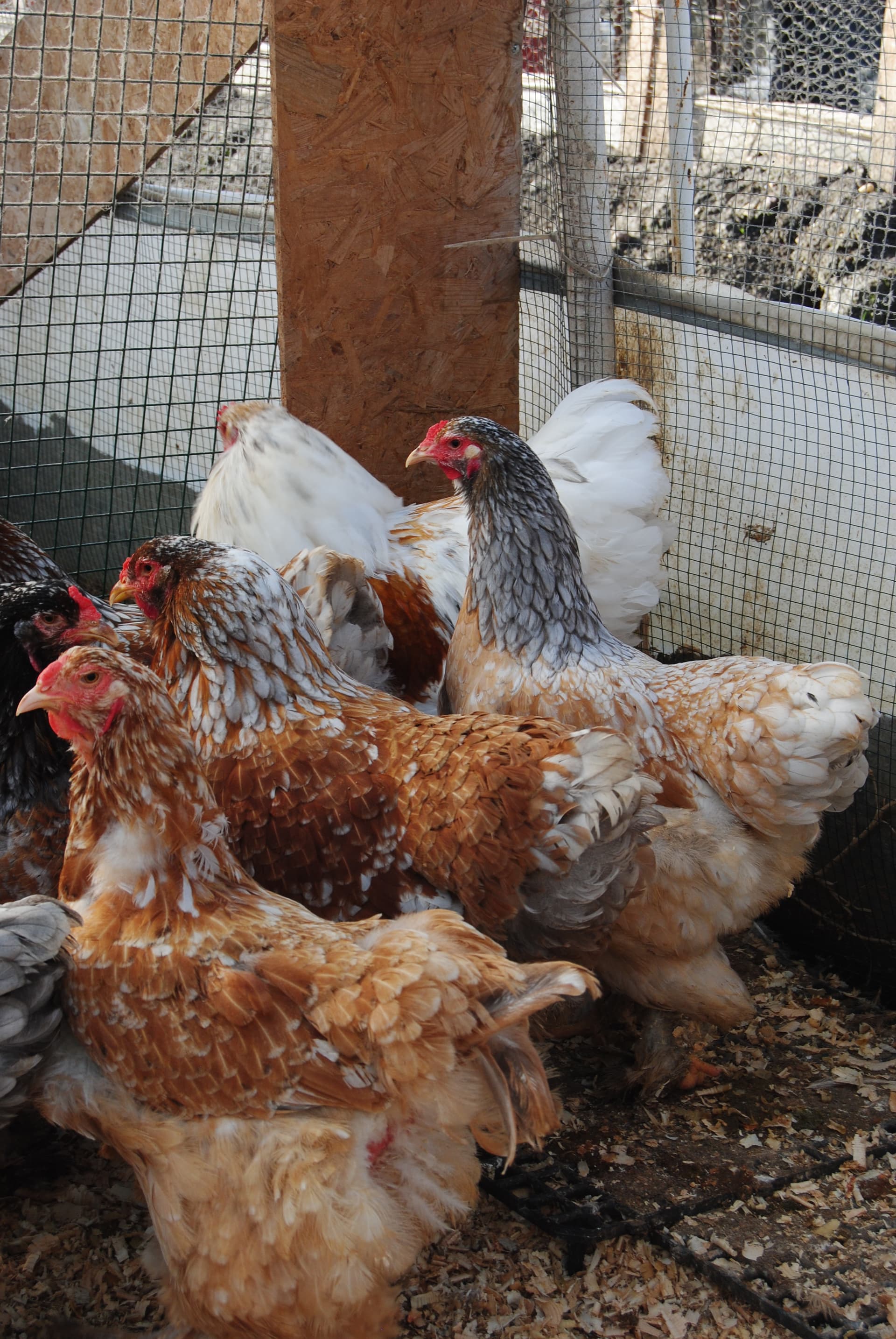 Blue Porselen Brahma Kuluçkalık Yumurta