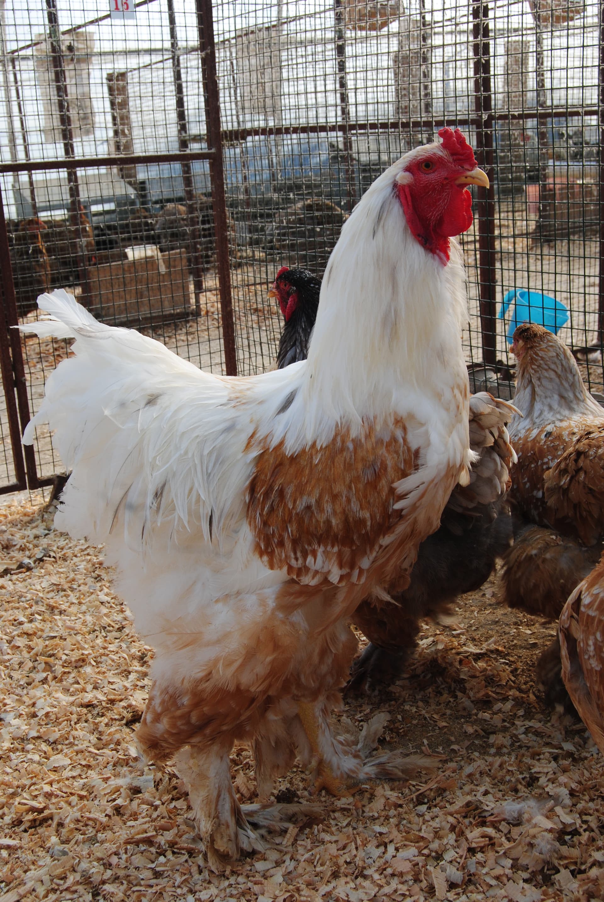 Blue Porselen Brahma Kuluçkalık Yumurta