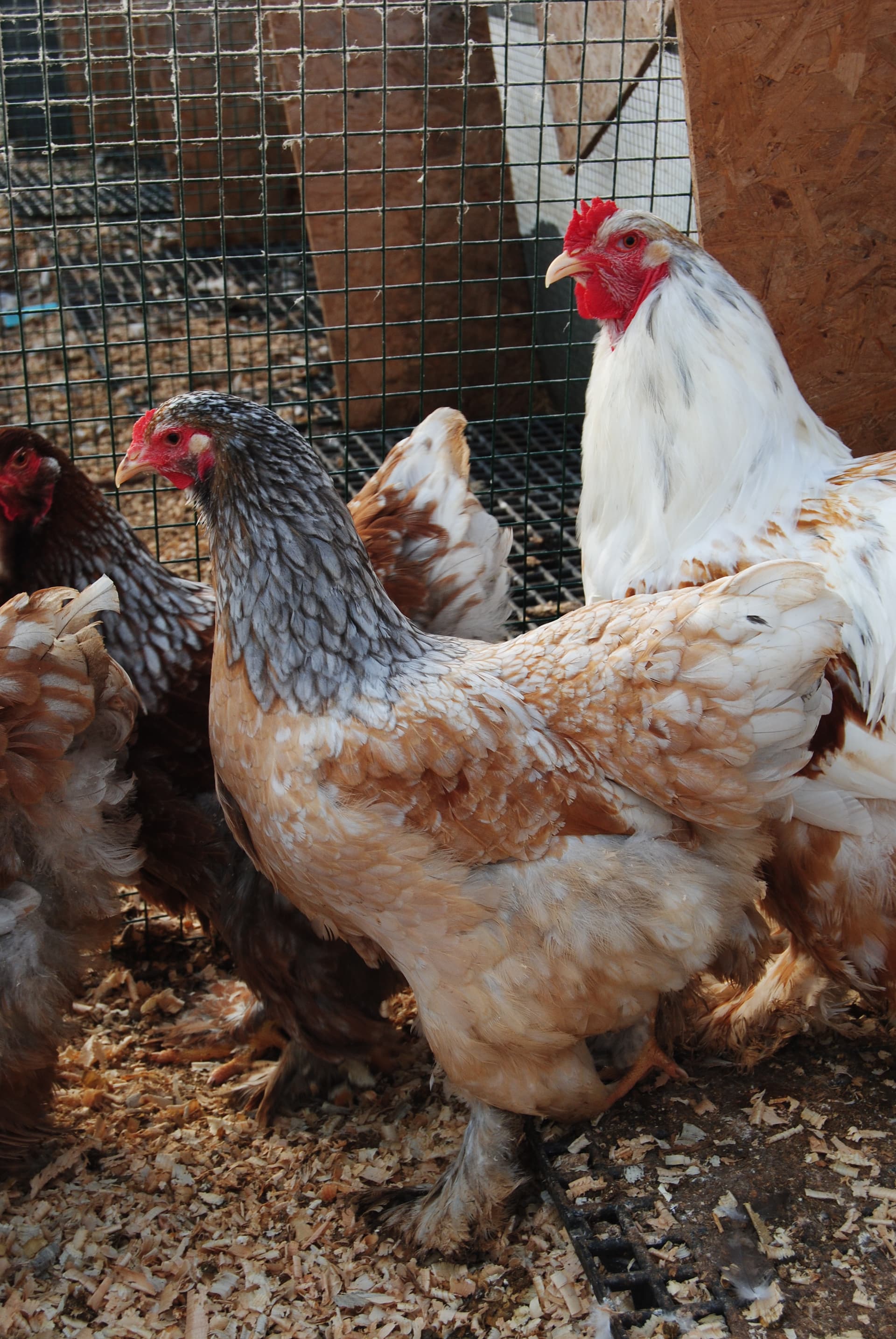 Blue Porselen Brahma Kuluçkalık Yumurta