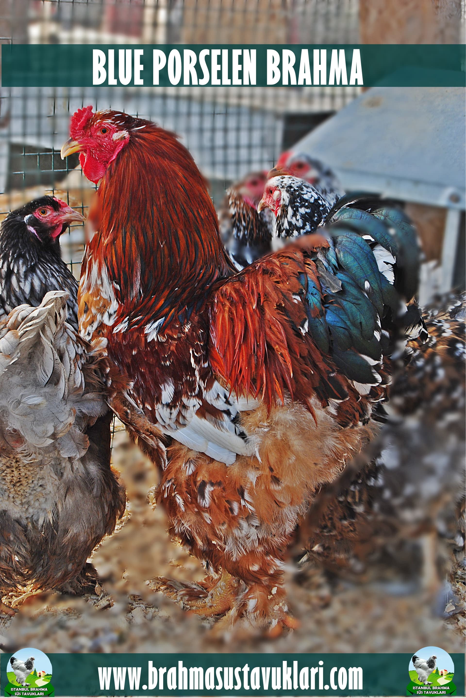 Blue Porselen Brahma Kuluçkalık Yumurta