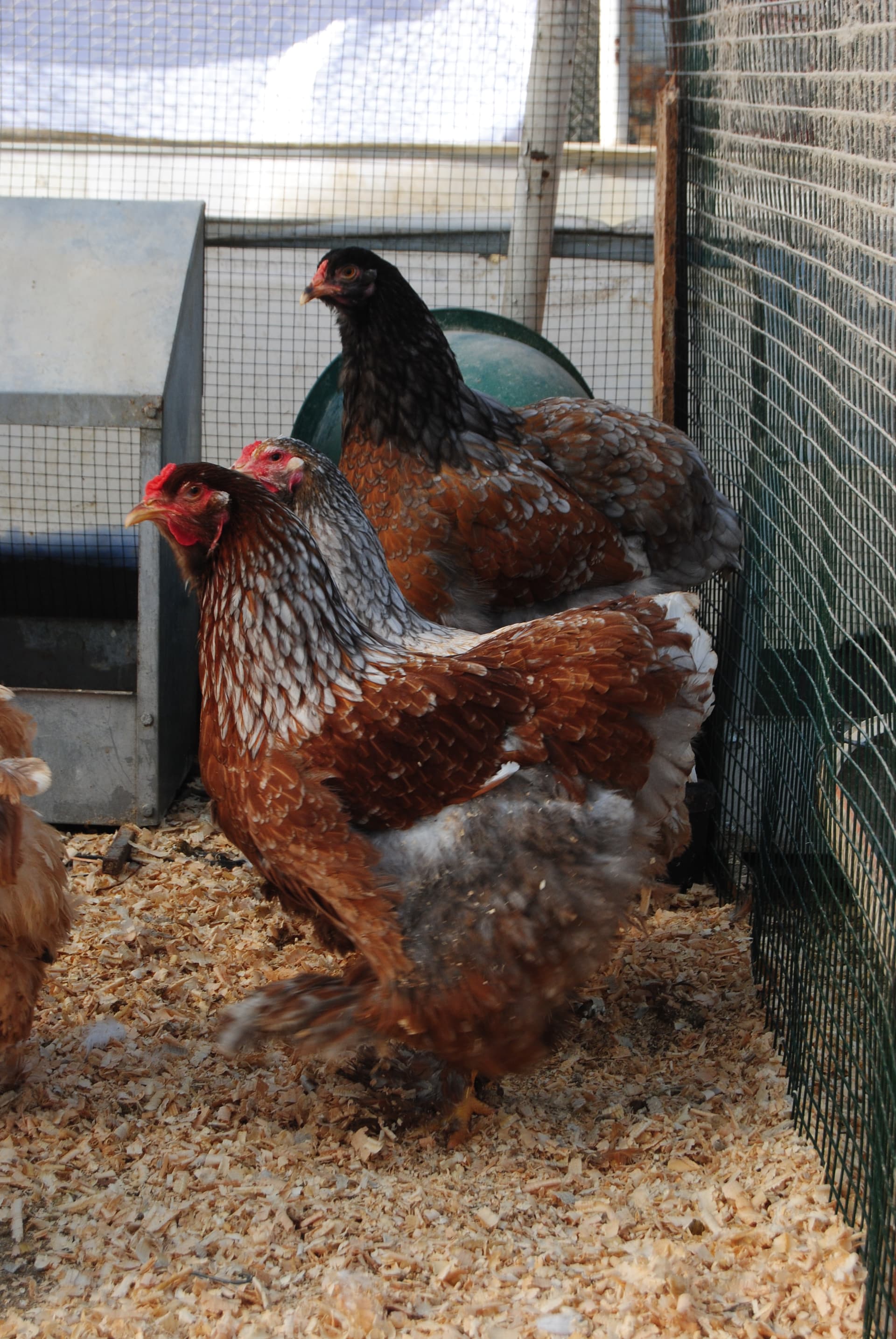 Blue Porselen Brahma Kuluçkalık Yumurta