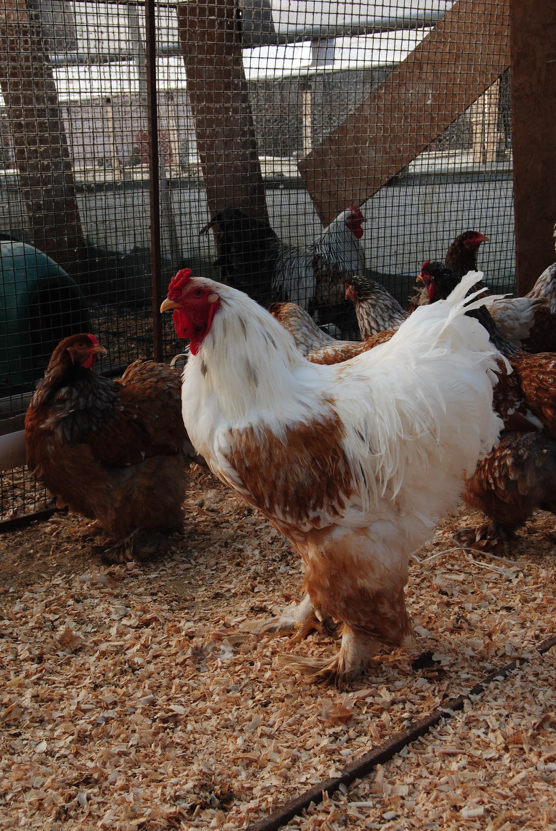 Blue Porselen Brahma Kuluçkalık Yumurta