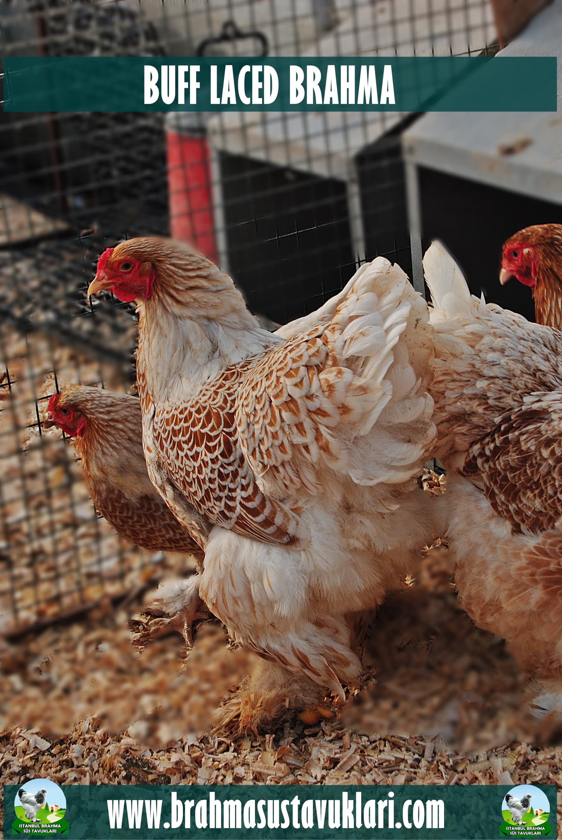 Buff Laced Brahma Kuluçkalık Yumurta
