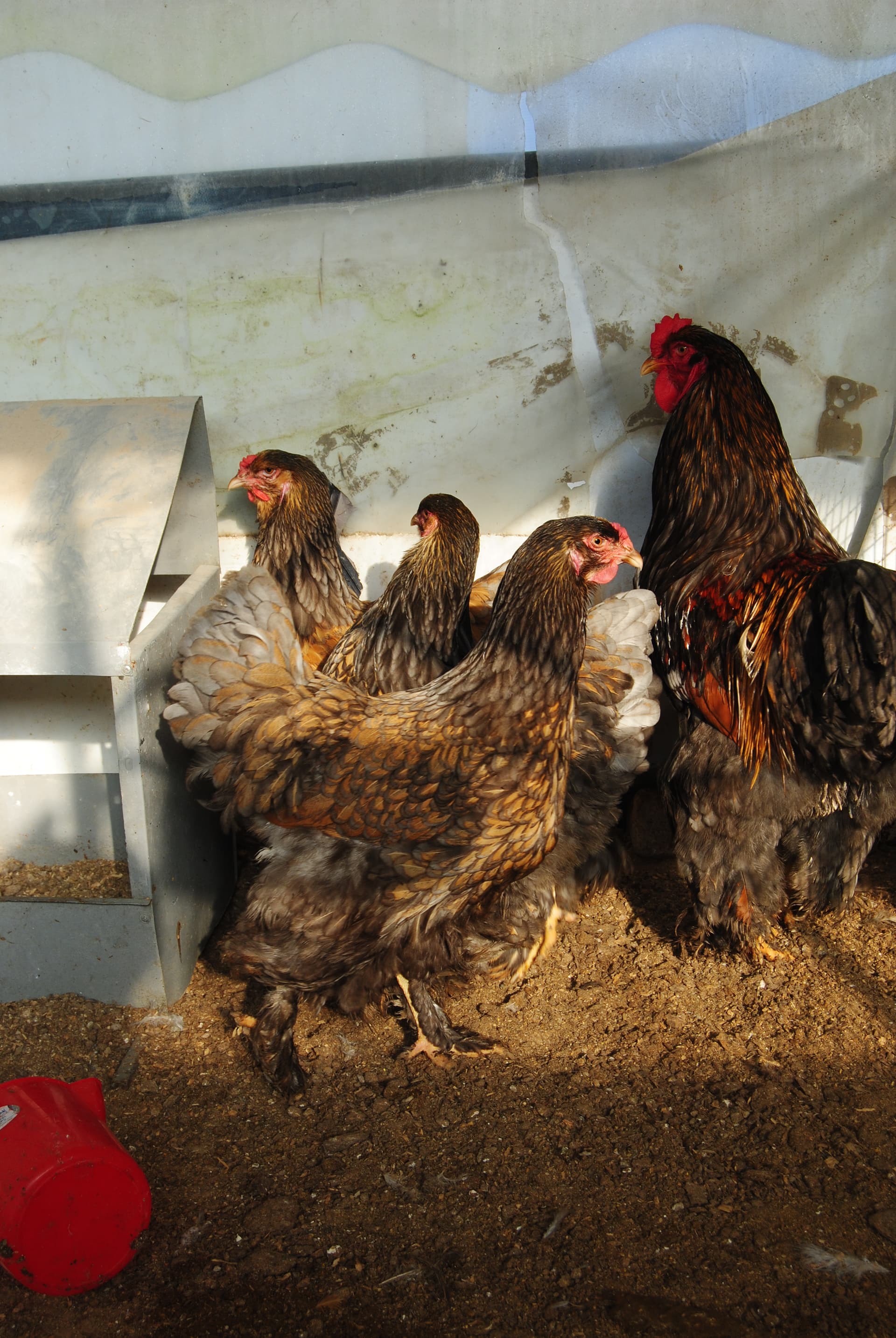 Gold Laced Brahma Kuluçkalık Yumurta