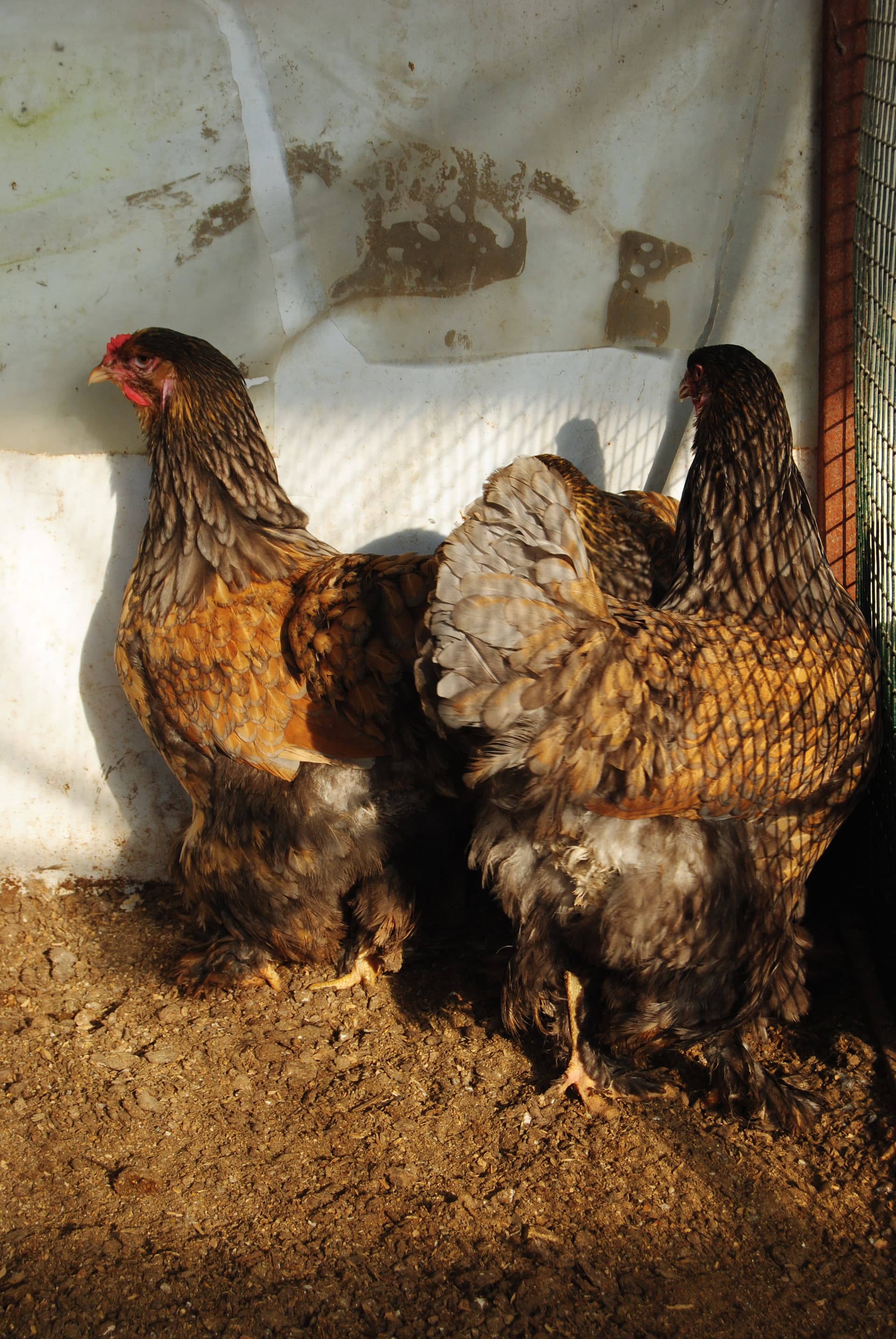 Gold Laced Brahma Kuluçkalık Yumurta