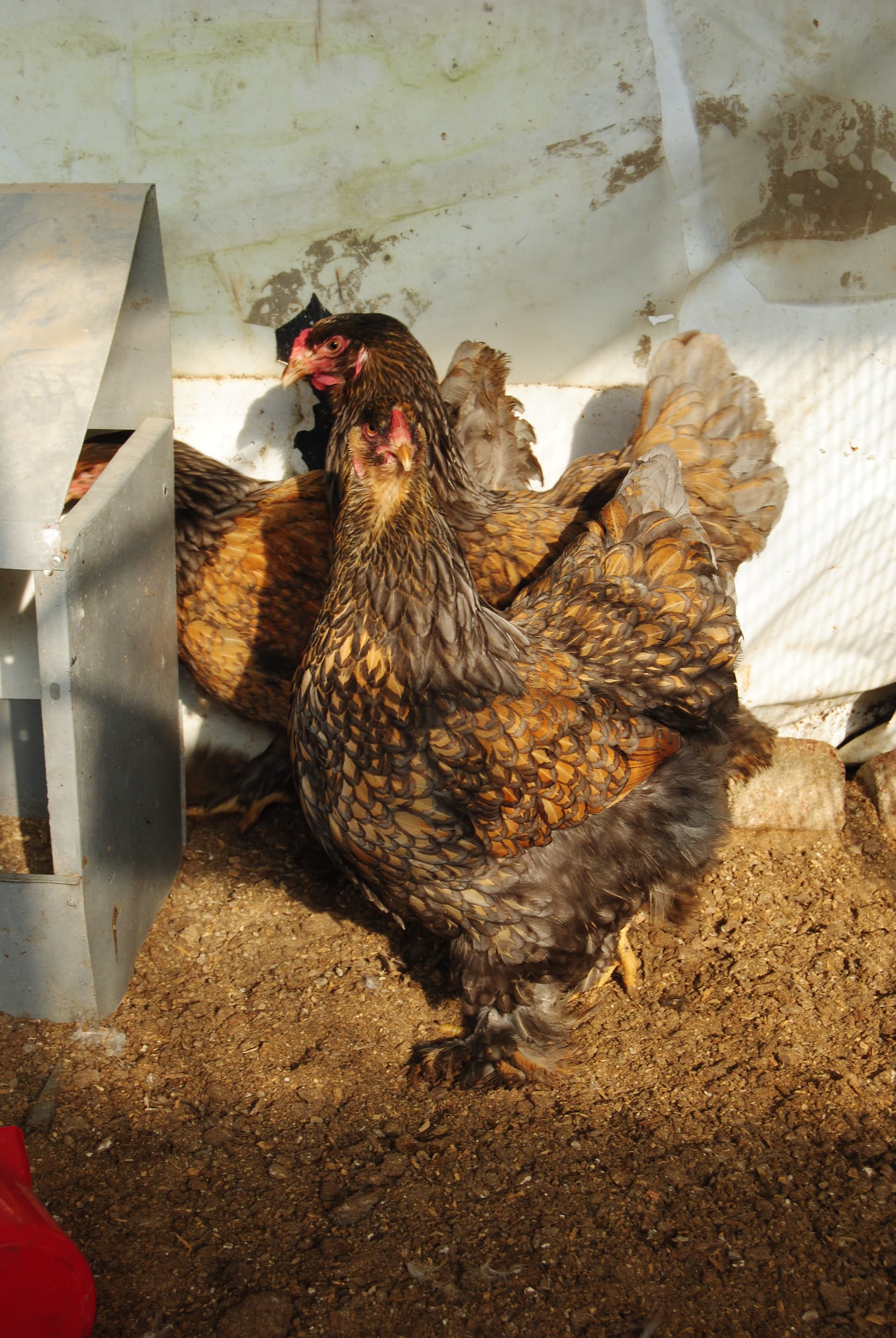 Gold Laced Brahma Kuluçkalık Yumurta