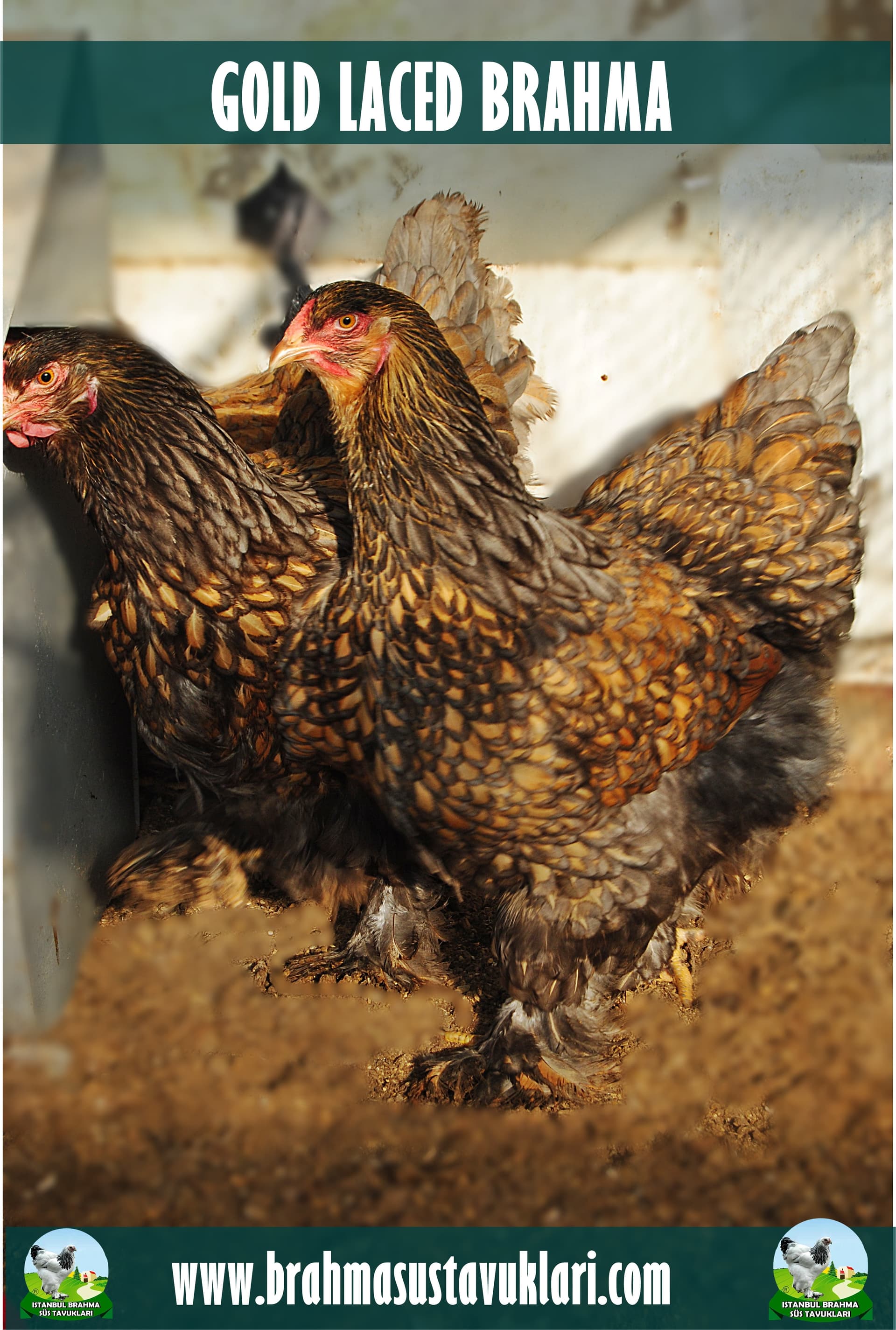 Gold Laced Brahma Kuluçkalık Yumurta