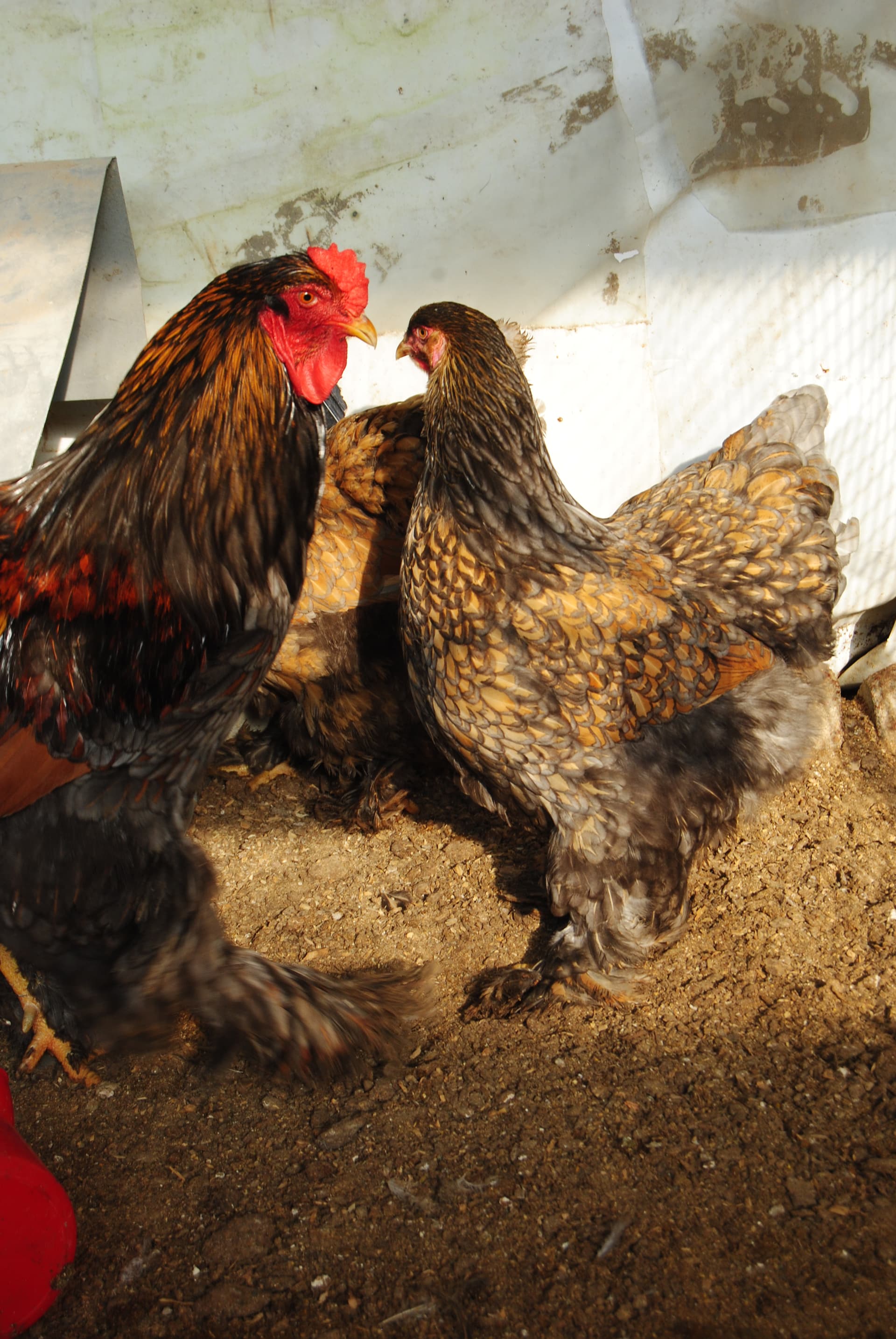 Gold Laced Brahma Kuluçkalık Yumurta
