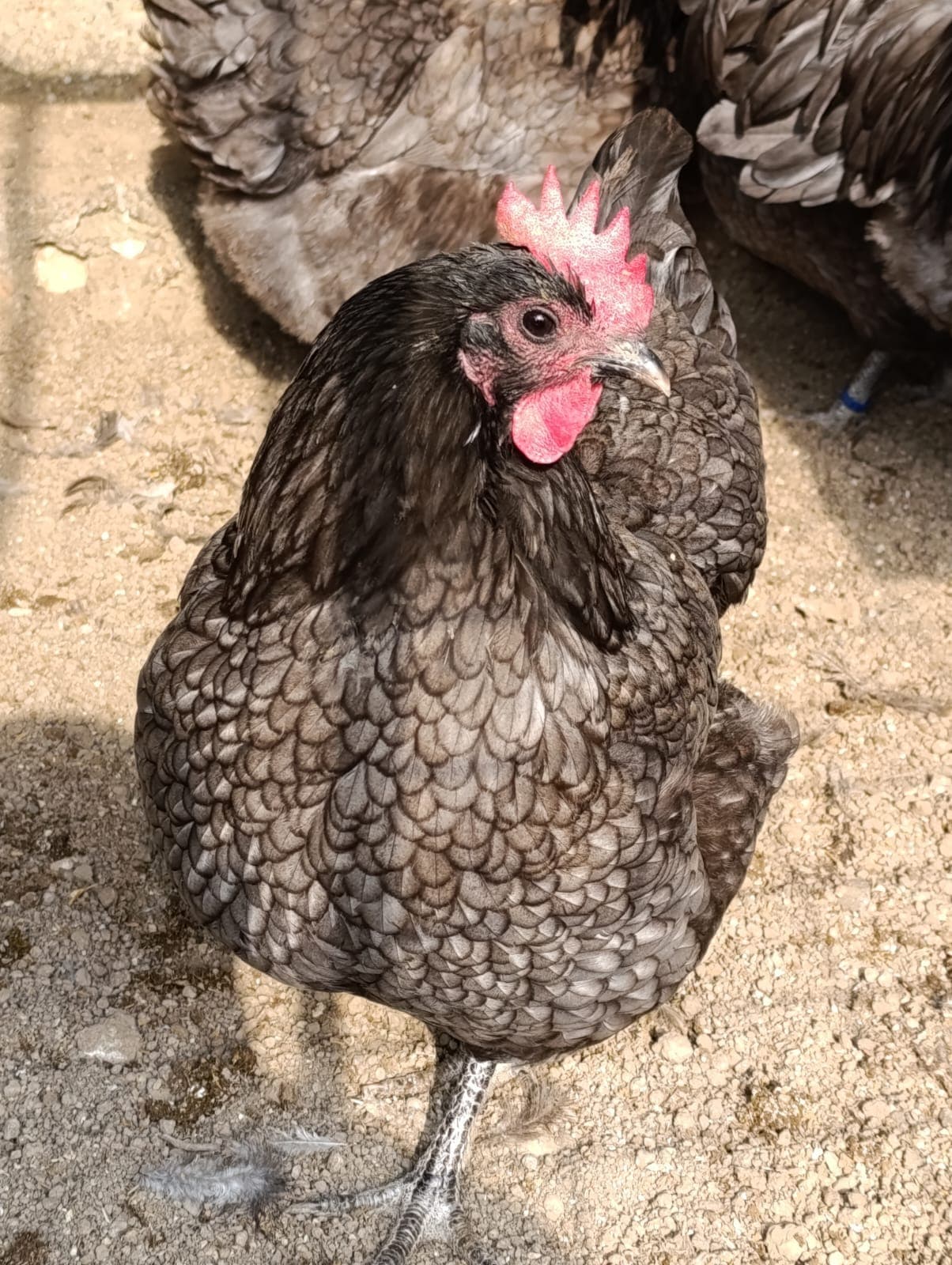 Blue Australop Kuluçkalık Yumurta