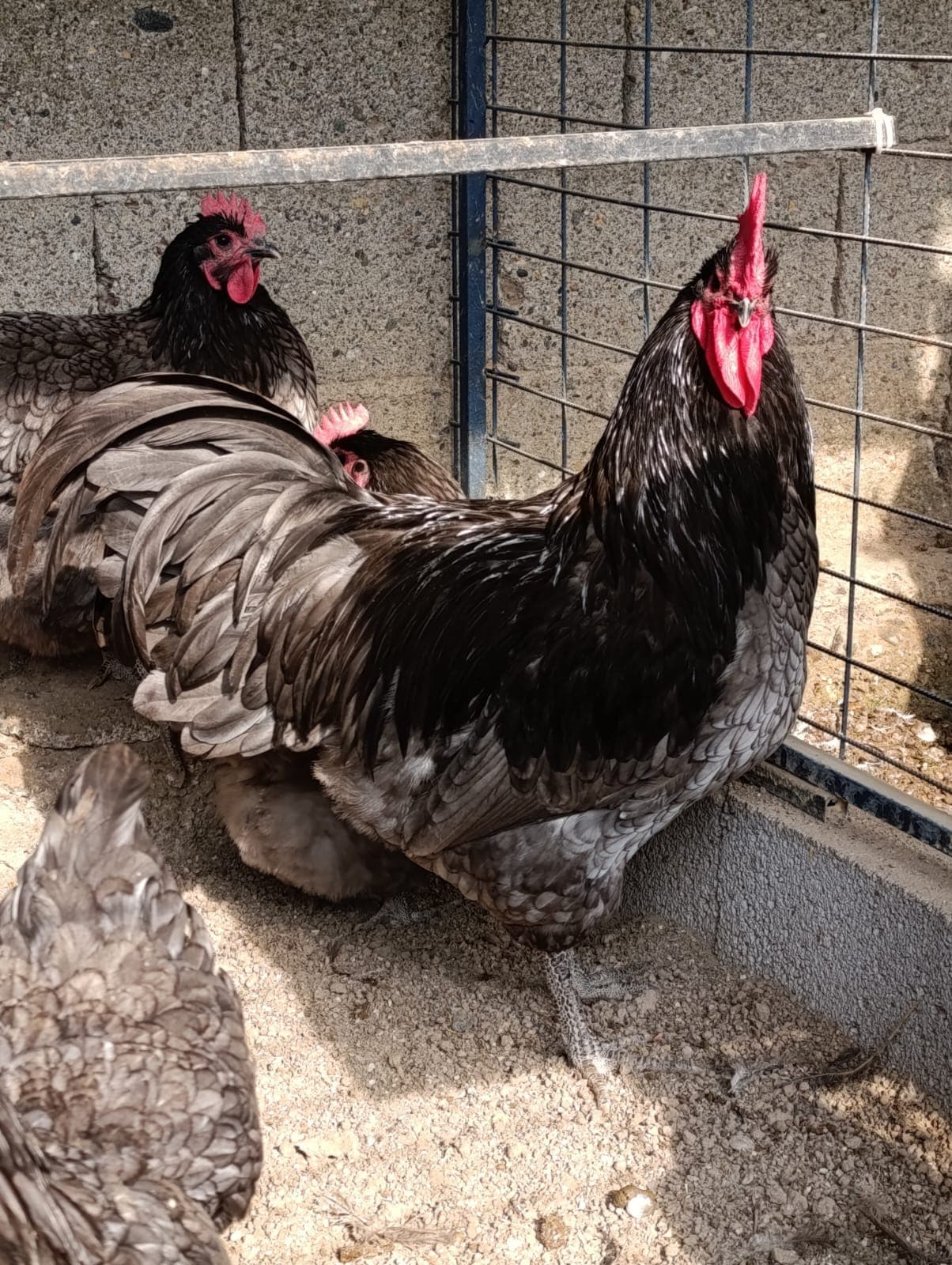 Blue Australop Kuluçkalık Yumurta