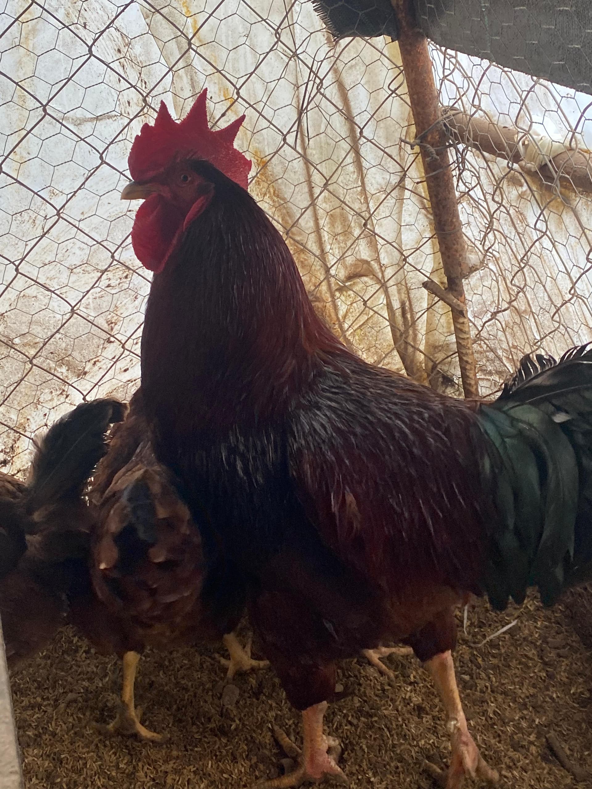 Rhode İsland Red Kuluçkalık Yumurta