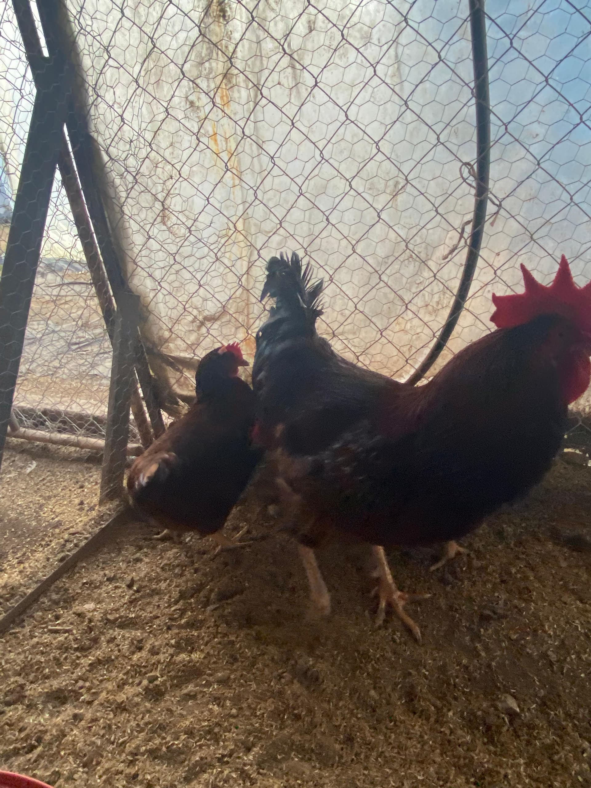 Rhode İsland Red Kuluçkalık Yumurta