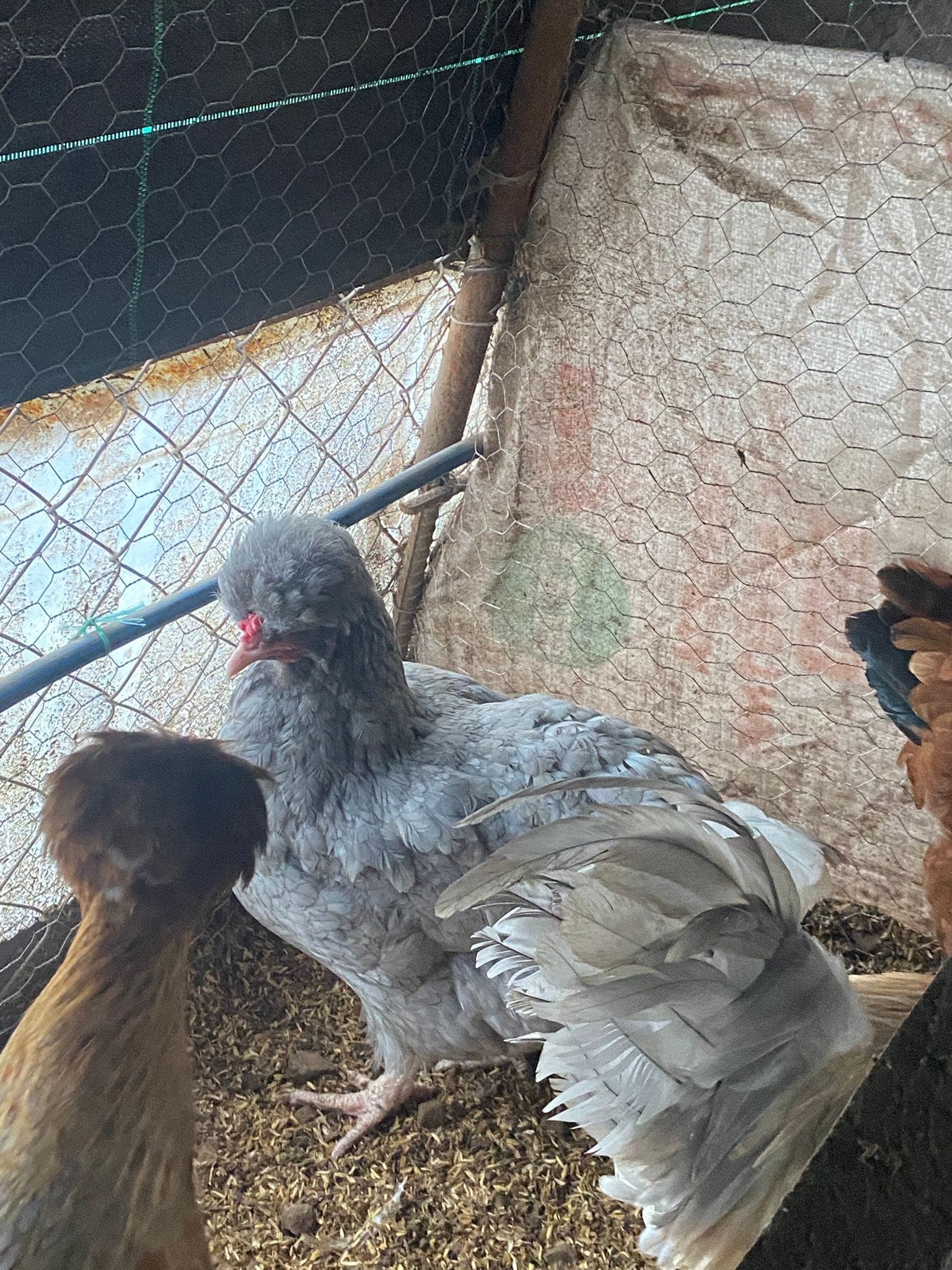 Trabzon Gugullusu Kuluçkalık Yumurta