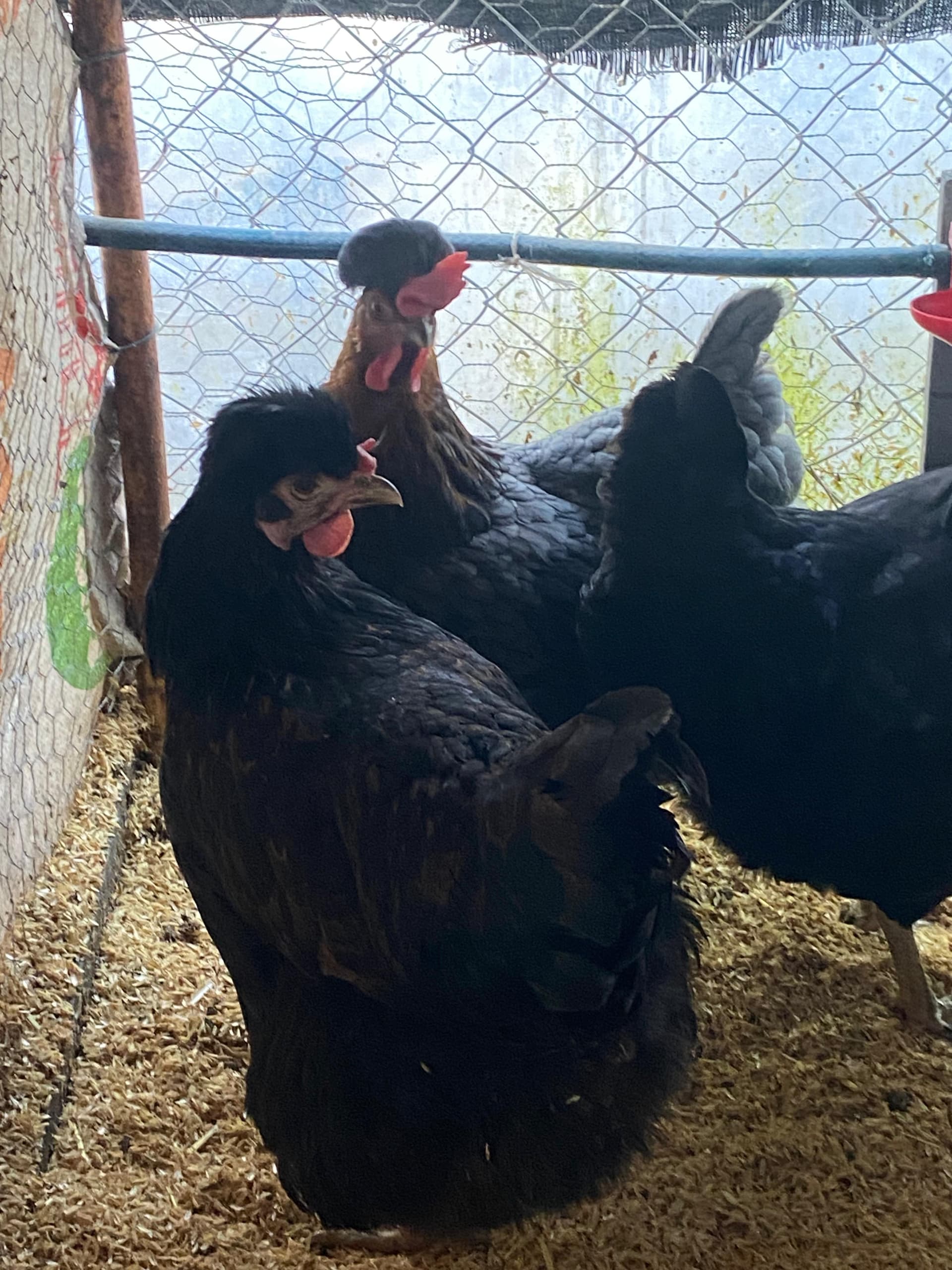 Trabzon Gugullusu Kuluçkalık Yumurta