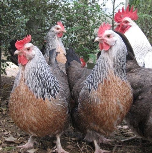 Silver Ligorin Kuluçkalık Yumurta