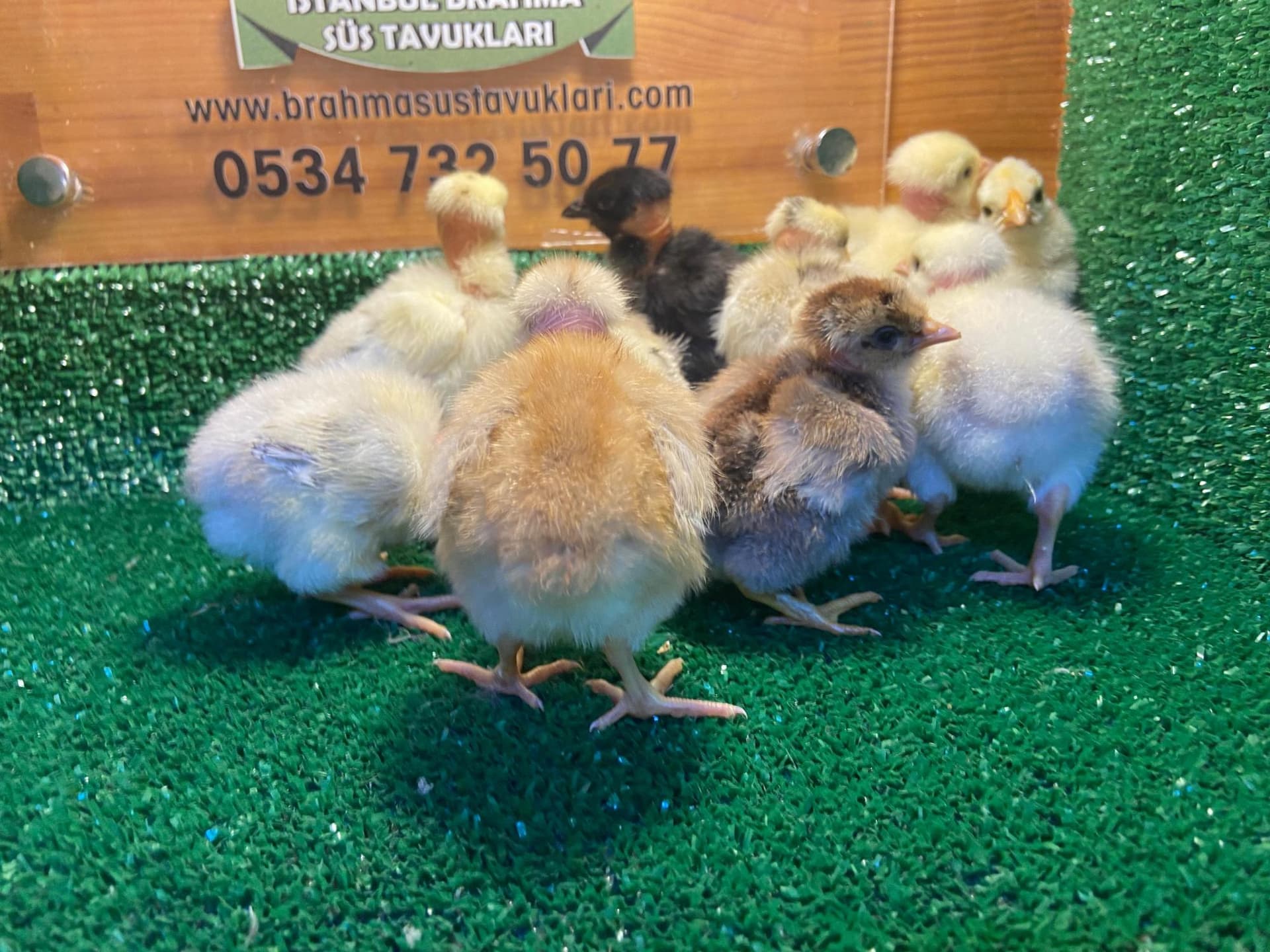 Türken Civciv 2026