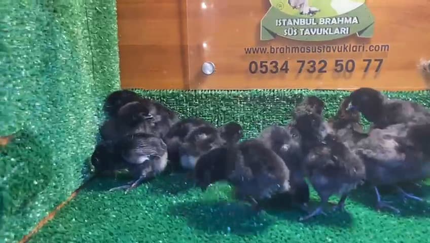 Ayam Cemani Civciv 2026