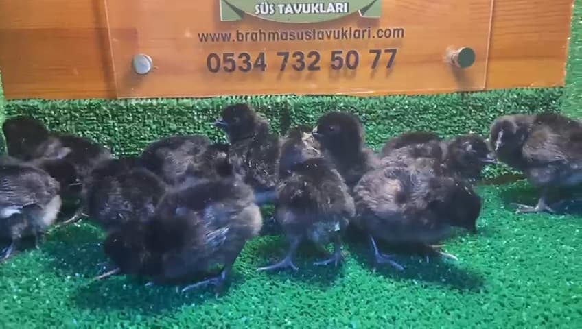 Ayam Cemani Civciv 2026