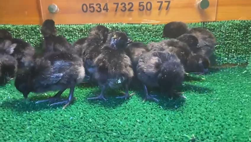 Ayam Cemani Civciv 2026