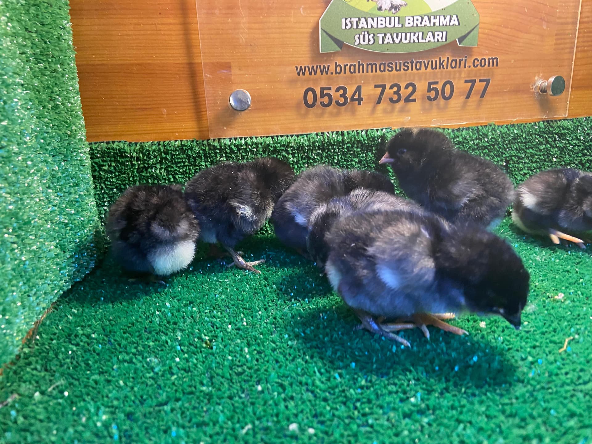 Black Ameraucana Civciv 2026