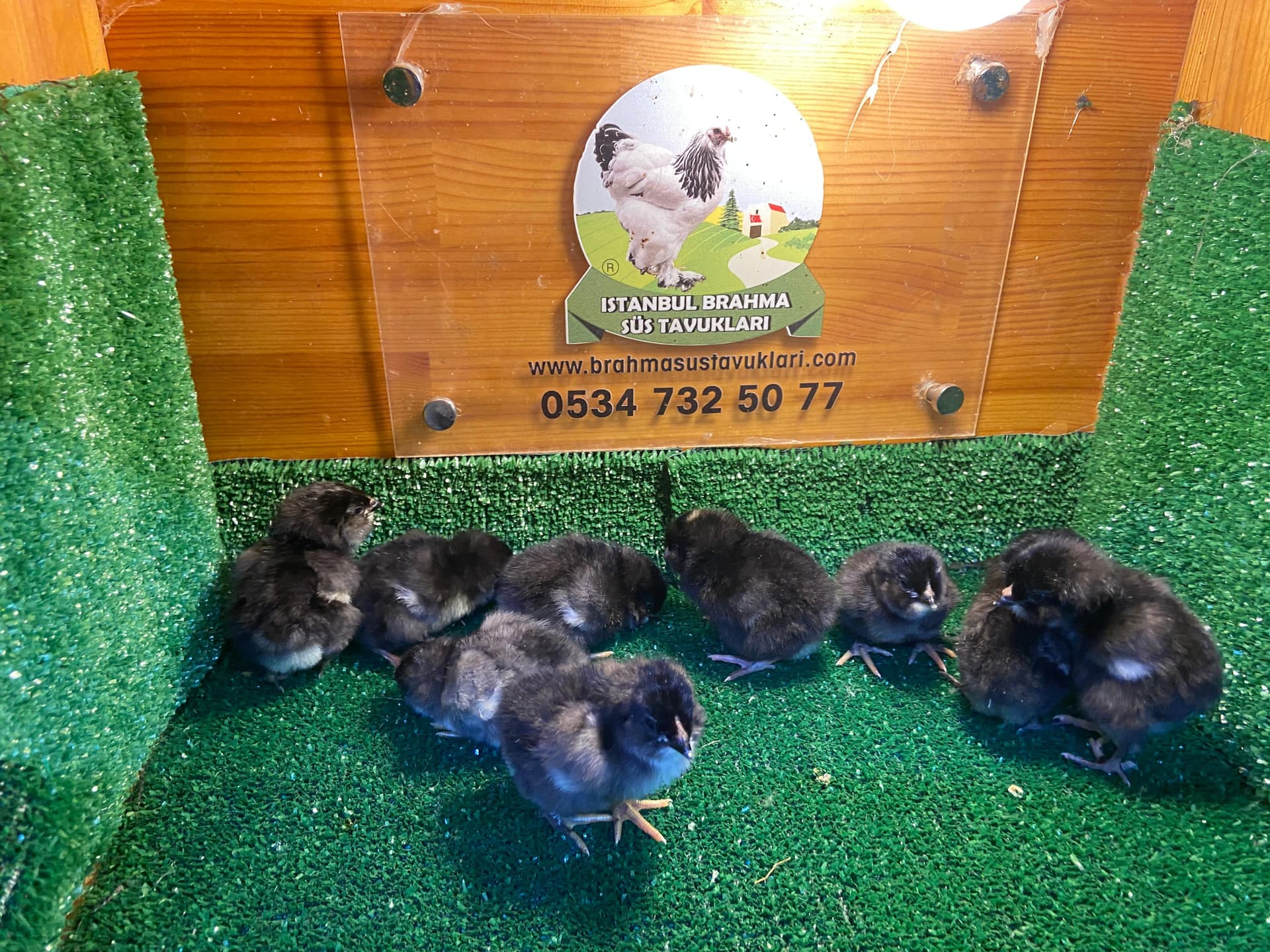 Black Ameraucana Civciv 2026