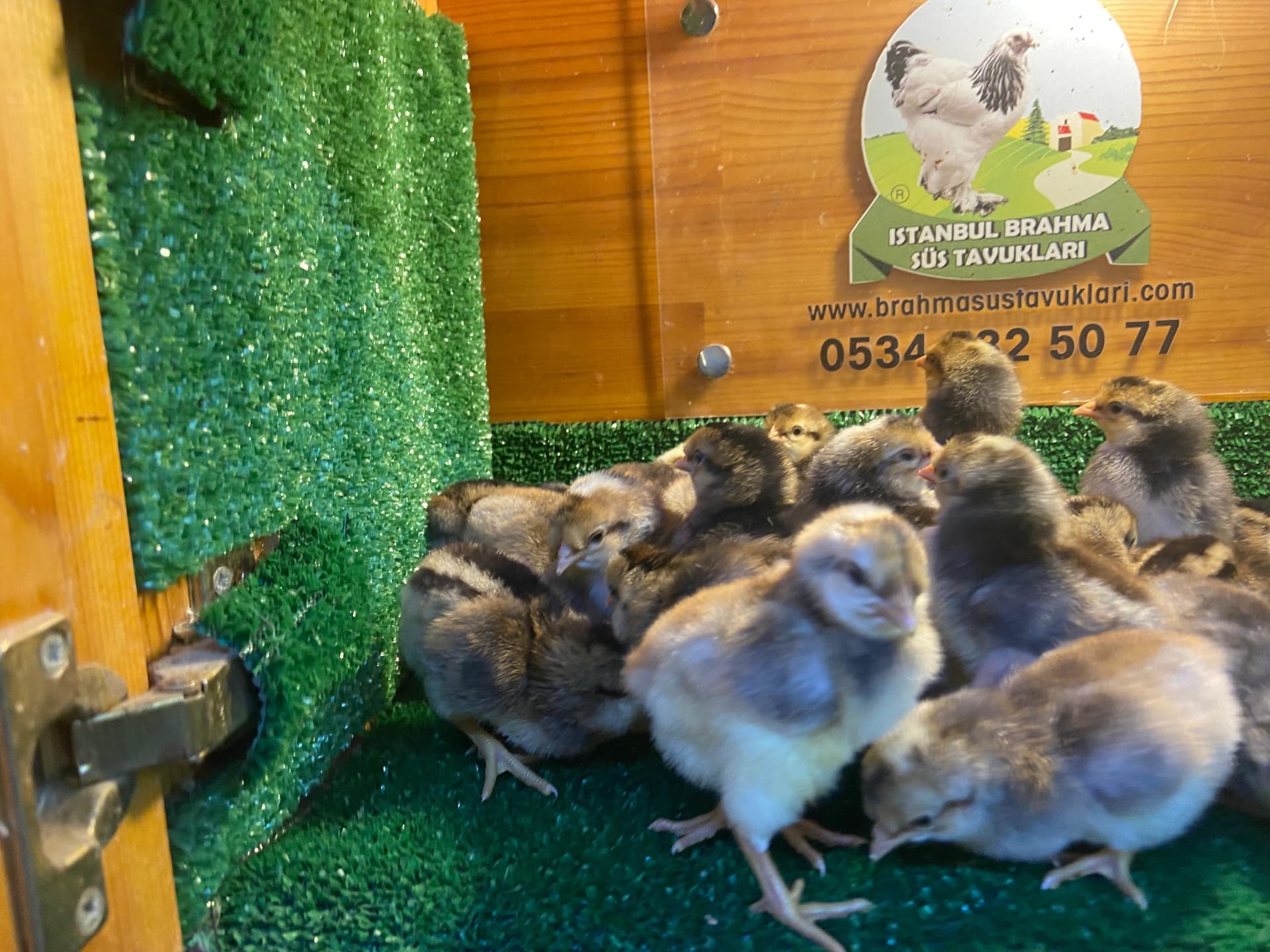 Cream Legbar Civciv 2026