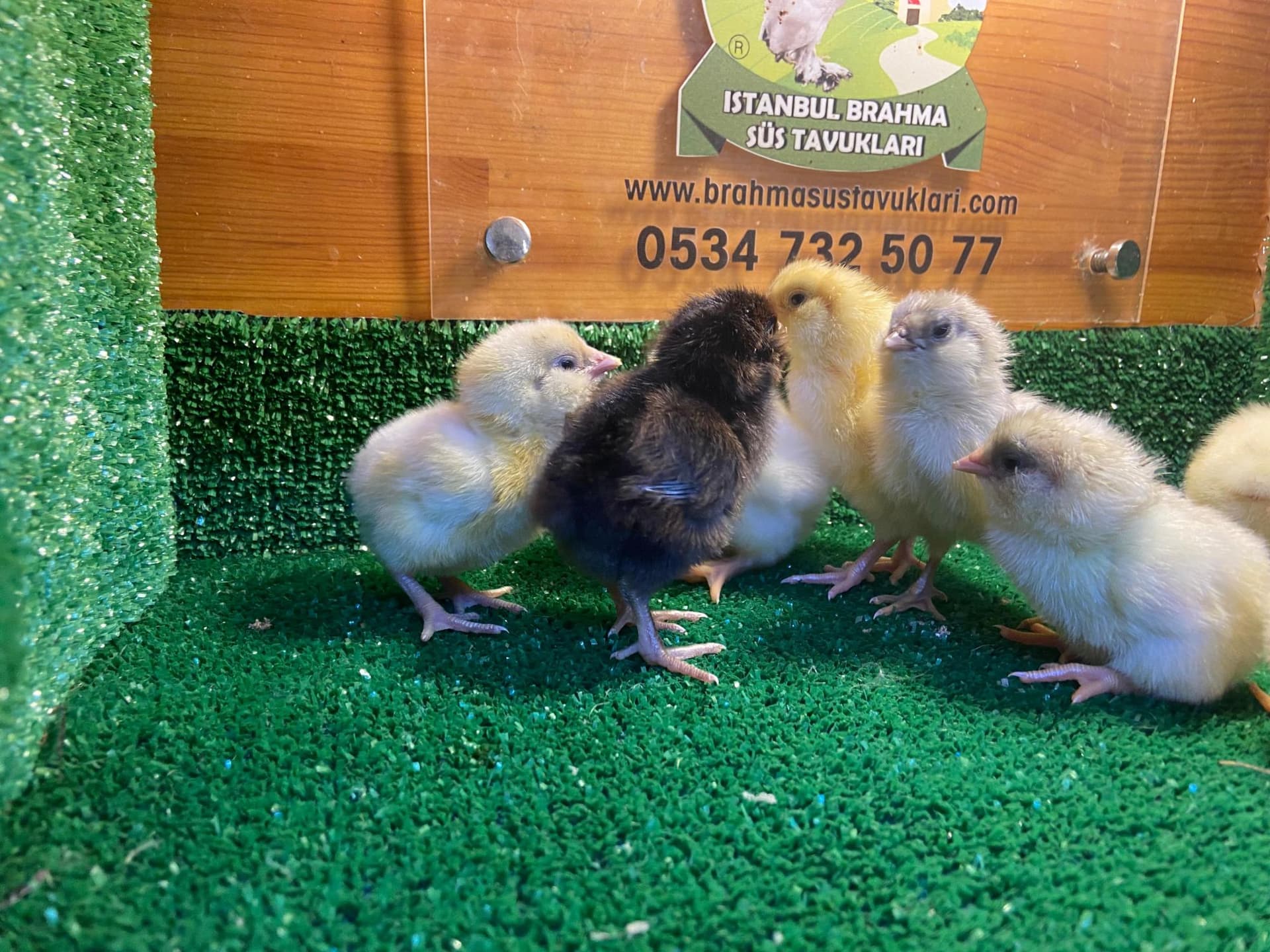 Renkli Ameraucana Civciv 2026